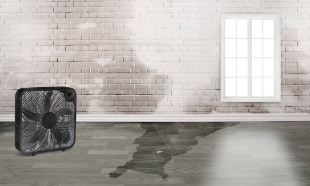 Best Carpet water damage restoration  in Vega, TX
